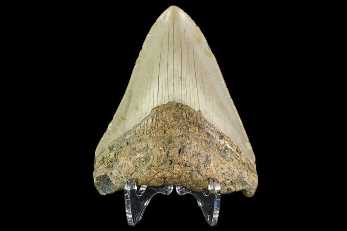 Fossil Megalodon Tooth - North Carolina #109711
